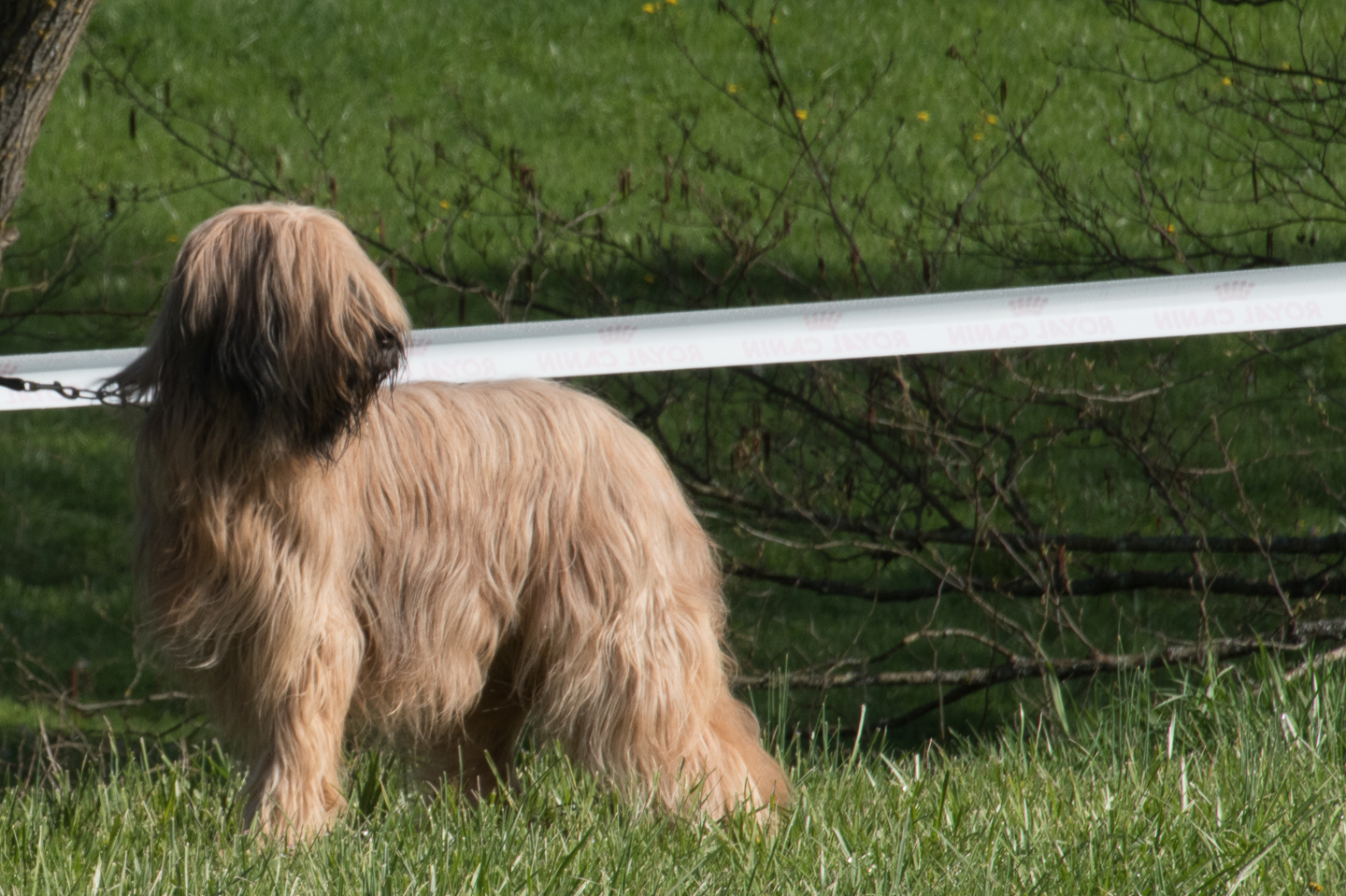 2018_04_15_Manif_Canine_JeF_016.jpg