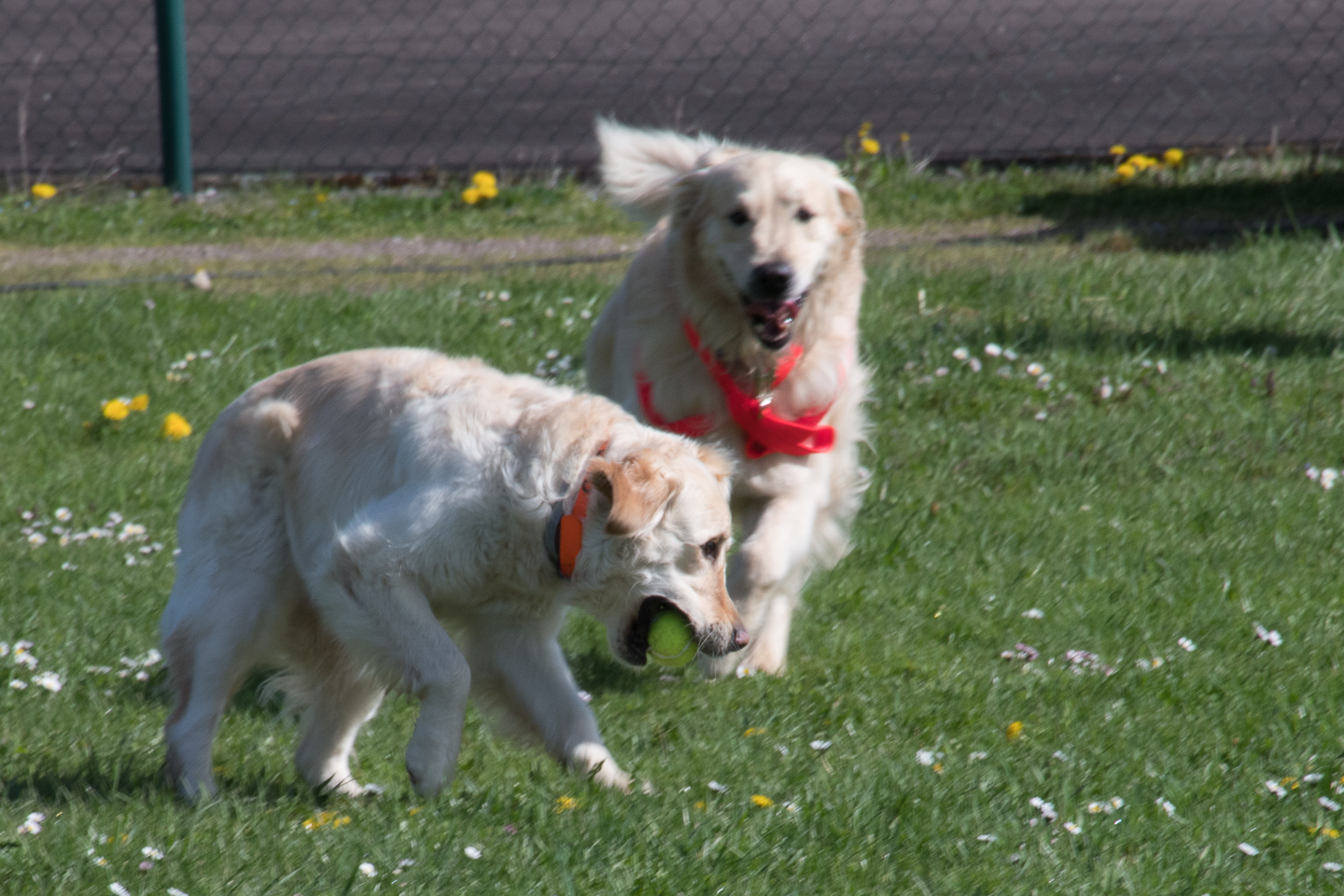 2018_04_15_Manif_Canine_JeF_061.jpg