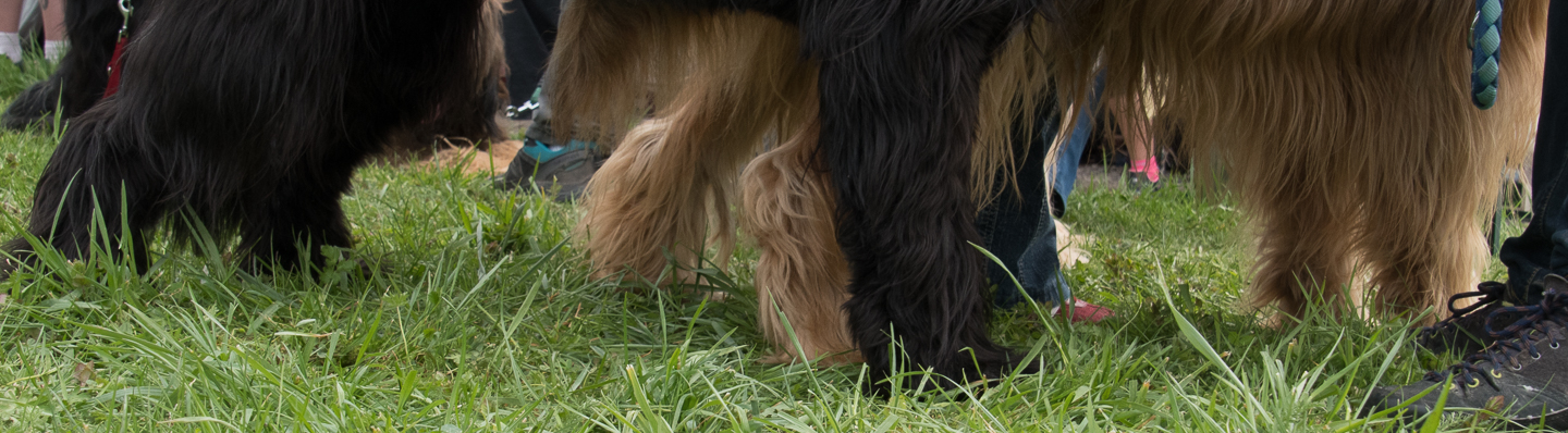 2018_04_15_Manif_Canine_JeF_119.jpg
