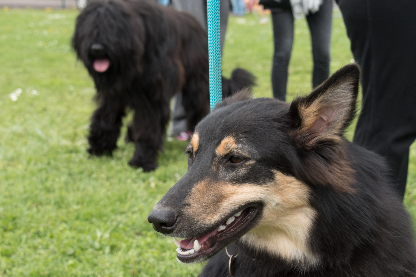 2018_04_15_Manif_Canine_JeF_122.jpg