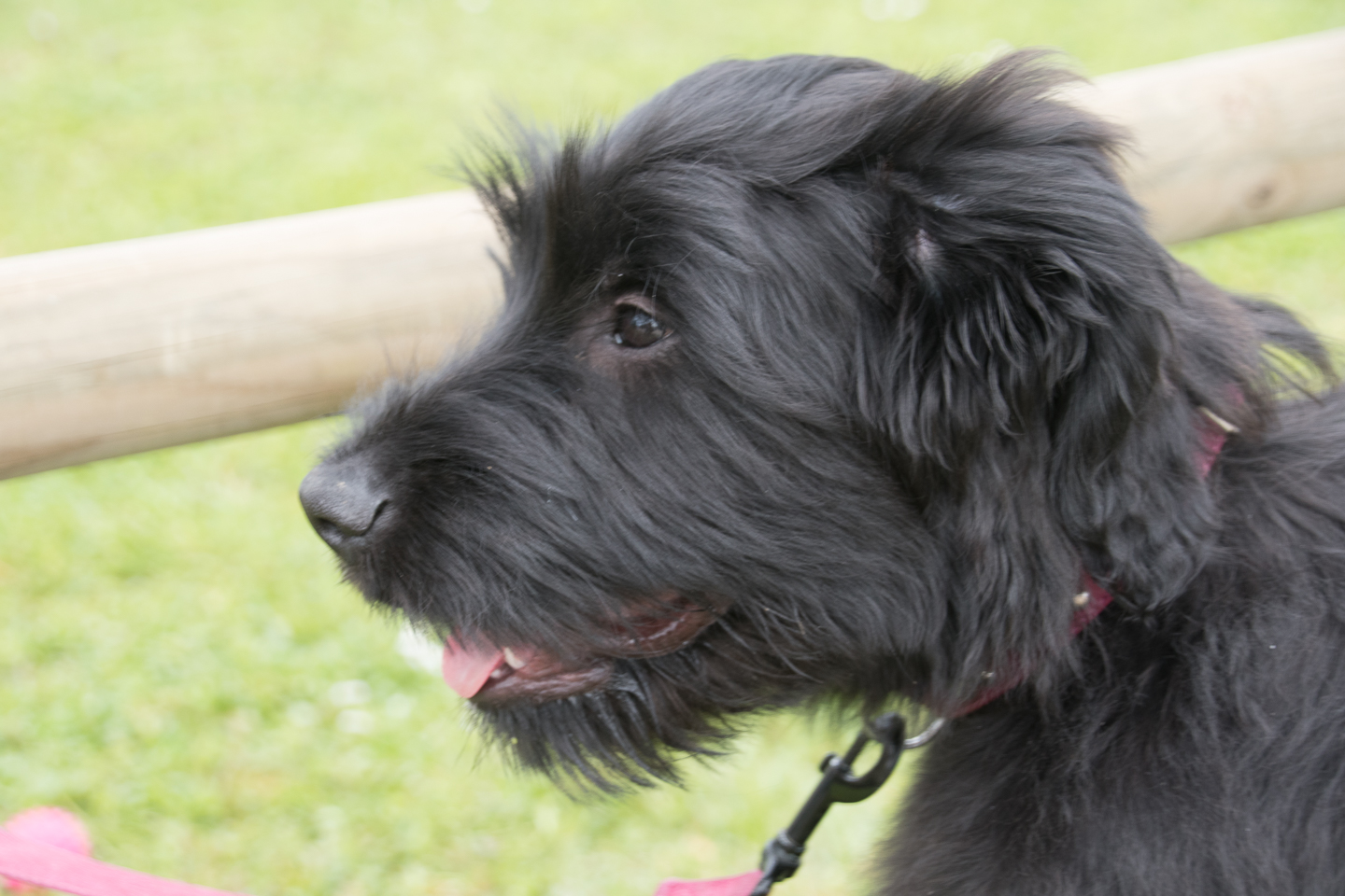 2018_04_15_Manif_Canine_JeF_124.jpg