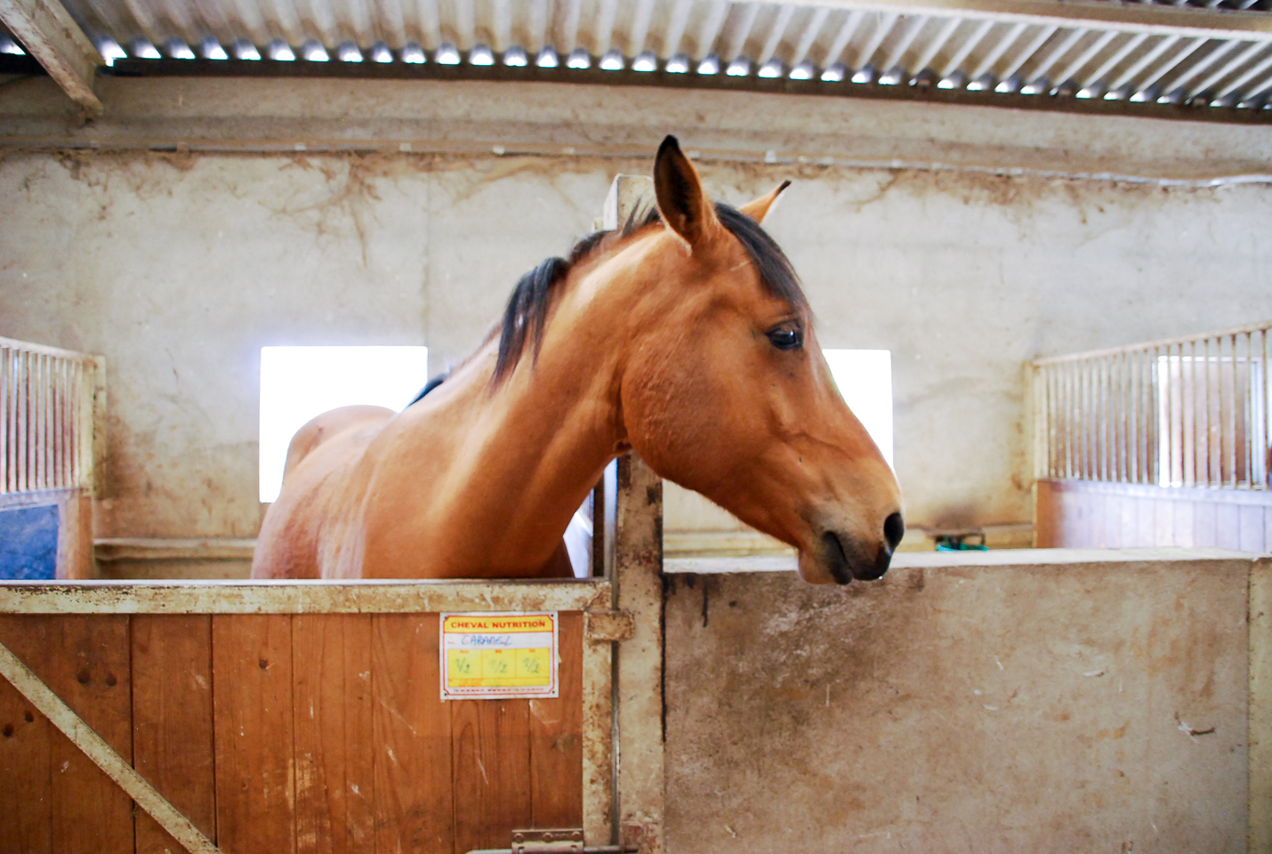 2018_04_19_Sotrie_Poney_Mimi_134.jpg