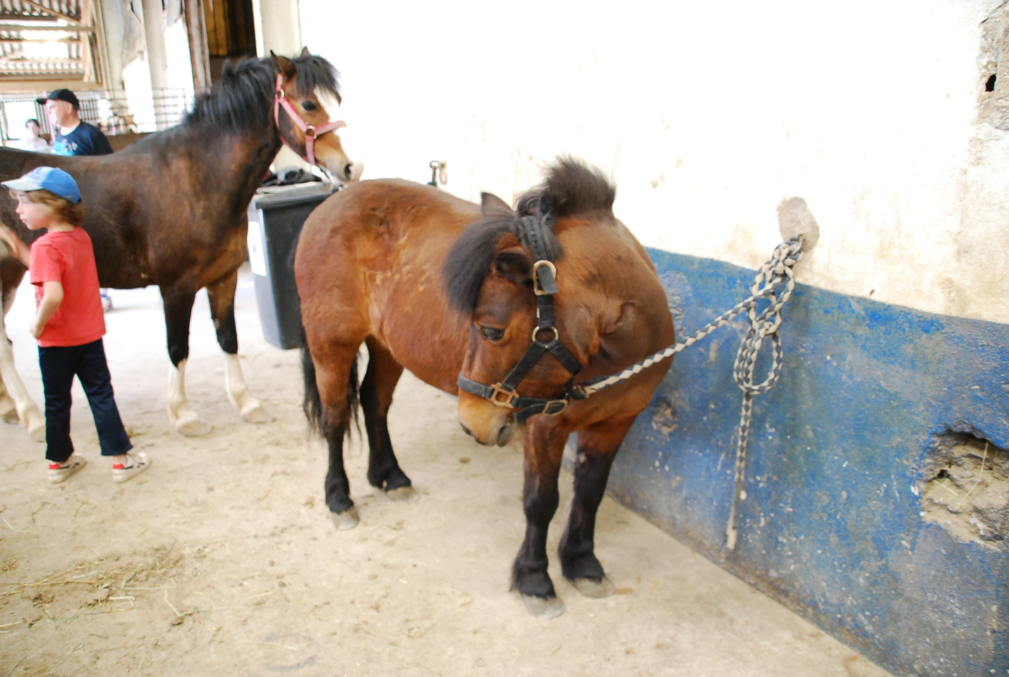 2018_04_19_Sotrie_Poney_Mimi_135.jpg